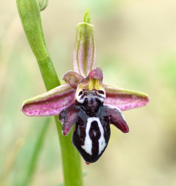 Orchidee di Creta: tra mitologia, montagne e natura, marzo 2015